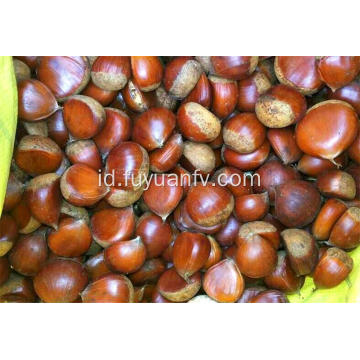 Sweet Chestnut segar organik 80-100pcs